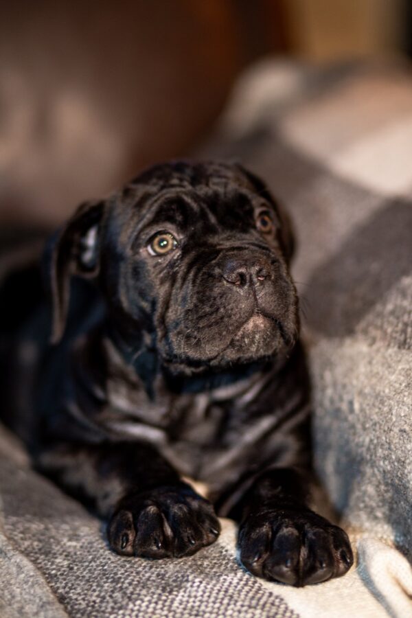 Fabiana Cane Corso Fabiana Cane Corso