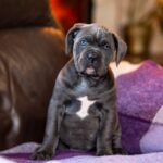 Fabio-male-cane-corso-puppy-for-sale-1 (1)