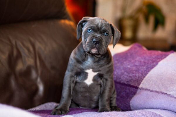 Fabio Cane Corso Fabio Cane Corso