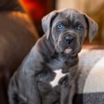 Fabio-male-cane-corso-puppy-for-sale-1 (2)