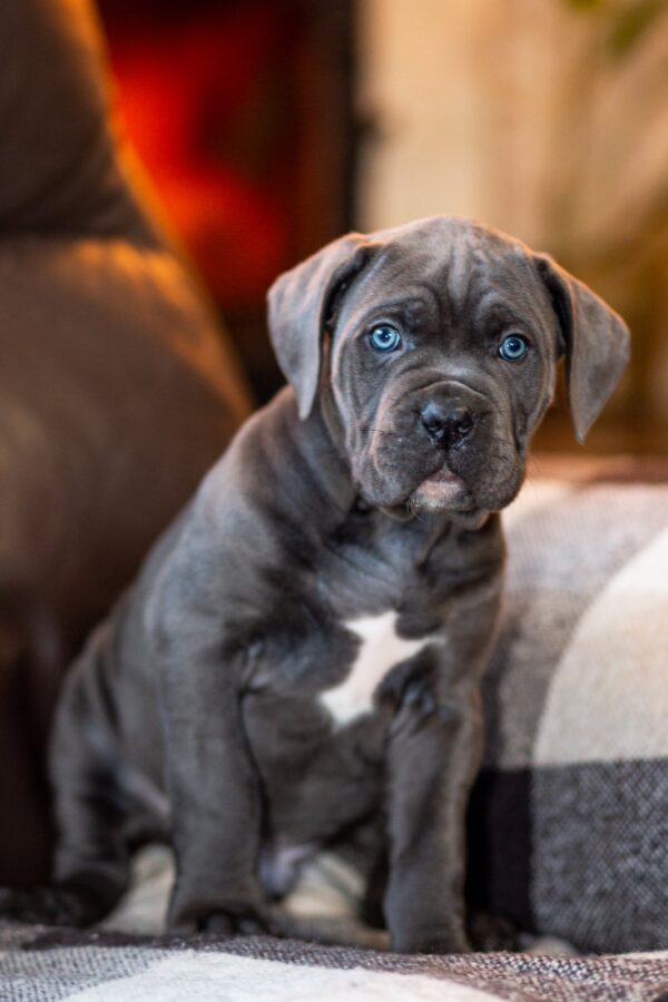 Fabio Cane Corso Fabio Cane Corso