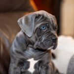 Fabio-male-cane-corso-puppy-for-sale-1 (3)