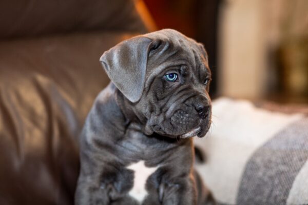 Fabio Cane Corso Fabio Cane Corso