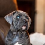 Fabio-male-cane-corso-puppy-for-sale-1 (4)
