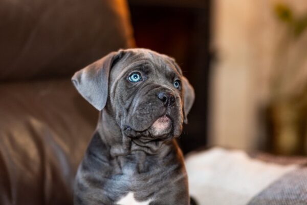 Fabio Cane Corso Fabio Cane Corso