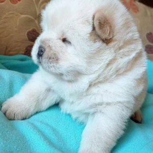 Fancy Chow-Chow Fancy Chow-Chow