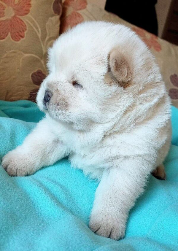 Fancy Chow-Chow Fancy Chow-Chow