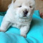 Fancy-female-Chow-Chow-puppy-for-sale-2