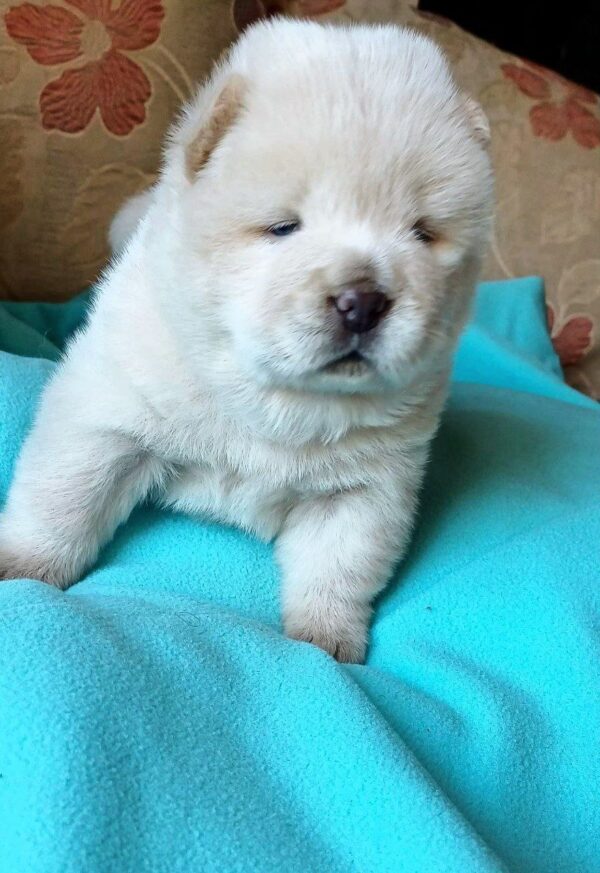 Fancy Chow-Chow Fancy Chow-Chow