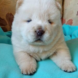 Fancy Chow-Chow Fancy Chow-Chow