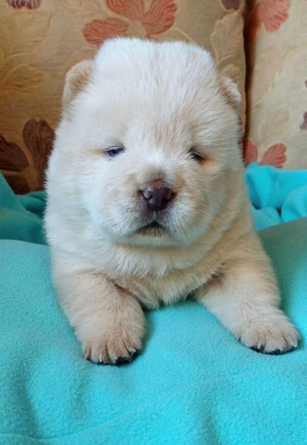 Fancy Chow-Chow Fancy Chow-Chow