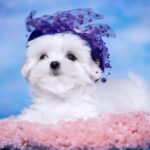 Fanfan-male-maltese-puppy-for-sale-1