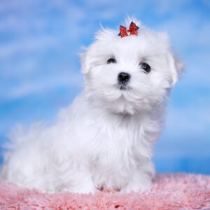 Felice Maltese Felice Maltese