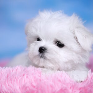 Fenechka Maltese Fenechka Maltese