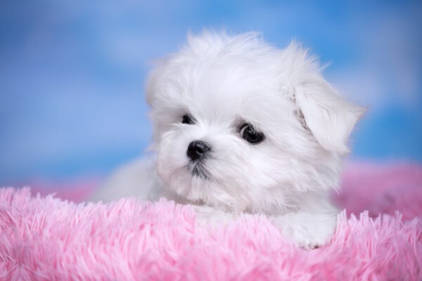 Fenechka Maltese Fenechka Maltese