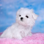 Fenechka-female-maltese-puppy-for-sale-1 (2)