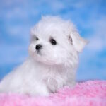 Fenechka-female-maltese-puppy-for-sale-1 (3)