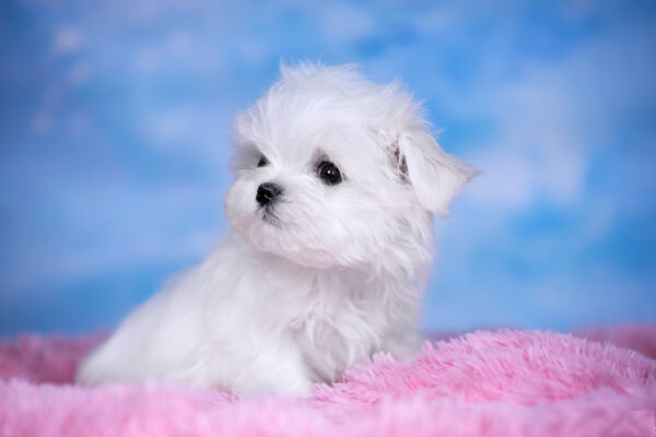 Fenechka Maltese Fenechka Maltese