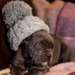 Fenix-male-cane-corso-puppy-for-sale-1 (1)
