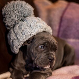 Fenix Cane Corso Fenix Cane Corso
