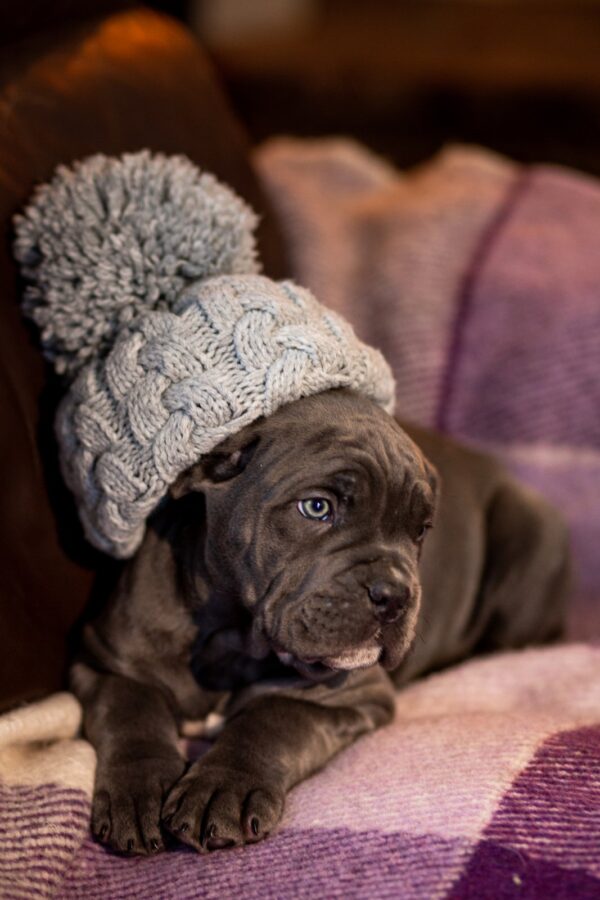Fenix Cane Corso Fenix Cane Corso