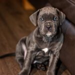 Fenix-male-cane-corso-puppy-for-sale-1 (2)