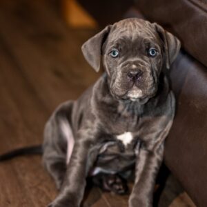 Fenix Cane Corso Fenix Cane Corso