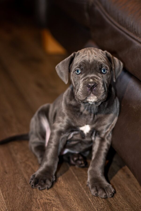 Fenix Cane Corso Fenix Cane Corso