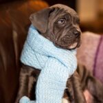 Fenix-male-cane-corso-puppy-for-sale-1 (3)