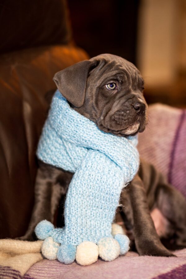 Fenix Cane Corso Fenix Cane Corso