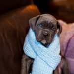 Fenix-male-cane-corso-puppy-for-sale-1 (4)