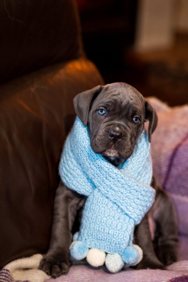 Fenix Cane Corso Fenix Cane Corso