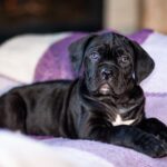 Fernando-male-cane-corso-puppy-for-sale-1 (1)