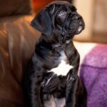 Fernando-male-cane-corso-puppy-for-sale-1 (2)