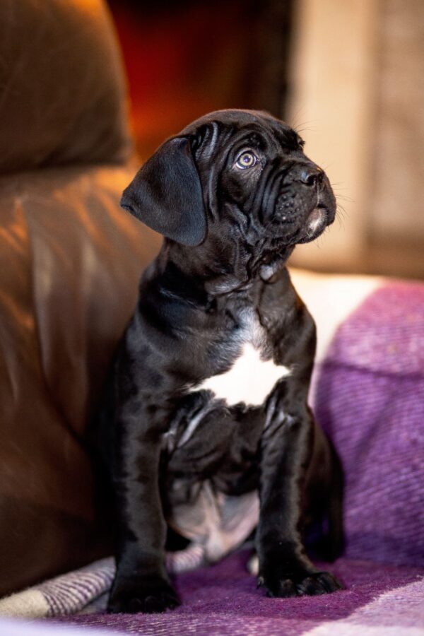 Fernando Cane Corso Fernando Cane Corso