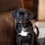 Fernando-male-cane-corso-puppy-for-sale-1 (3)