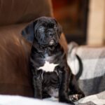 Fernando-male-cane-corso-puppy-for-sale-1 (4)