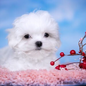 Fialka Maltese Fialka Maltese