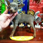 Fimma-female-Russian-Toy-puppy-for-sale-1