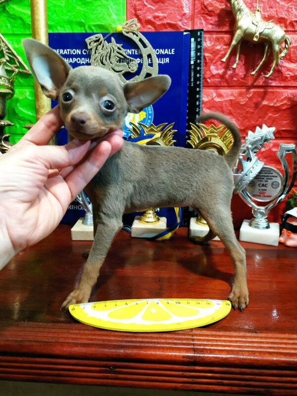 Fimma Russian Toy Terrier Fimma Russian Toy Terrier