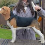 Fleki-male-beagle-puppy-for-sale- (1)