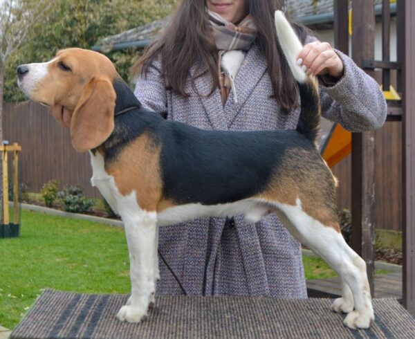 Fleki Beagle Fleki Beagle