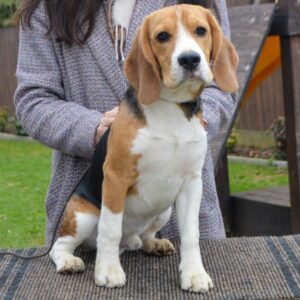 Fleki Beagle Fleki Beagle