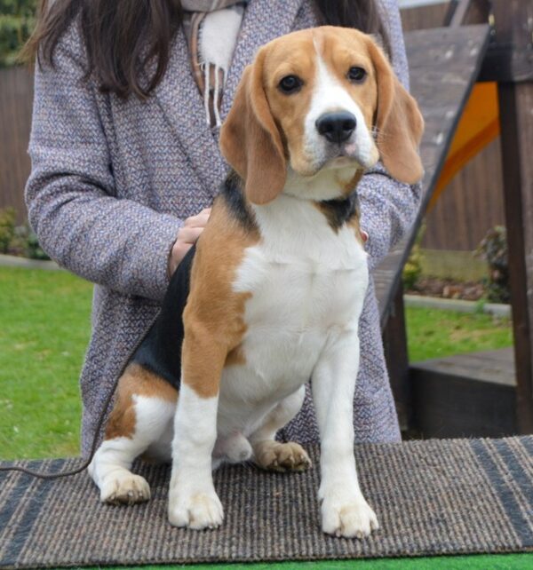 Fleki Beagle Fleki Beagle