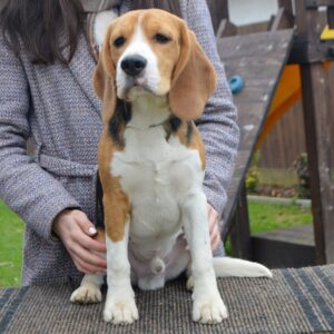 Fleki Beagle Fleki Beagle