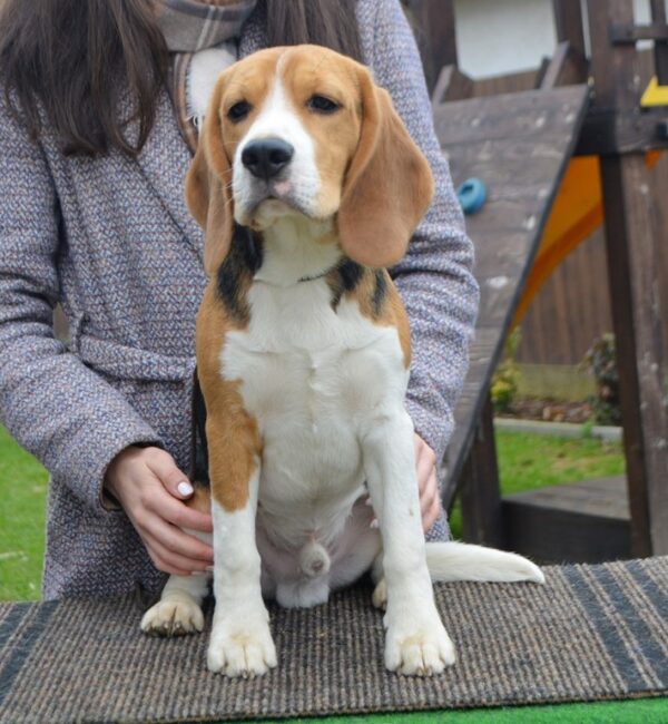 Fleki Beagle Fleki Beagle