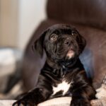 Francisca-female-cane-corso-puppy-for-sale-1 (1)