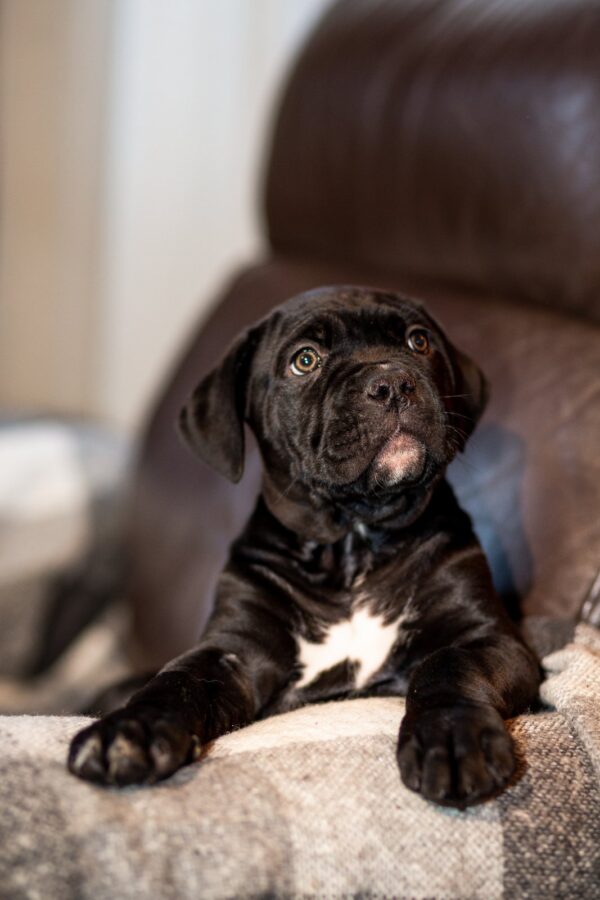Francisca Cane Corso Francisca Cane Corso