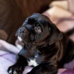 Francisca-female-cane-corso-puppy-for-sale-1 (2)