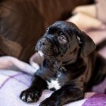 Francisca-female-cane-corso-puppy-for-sale-1 (3)